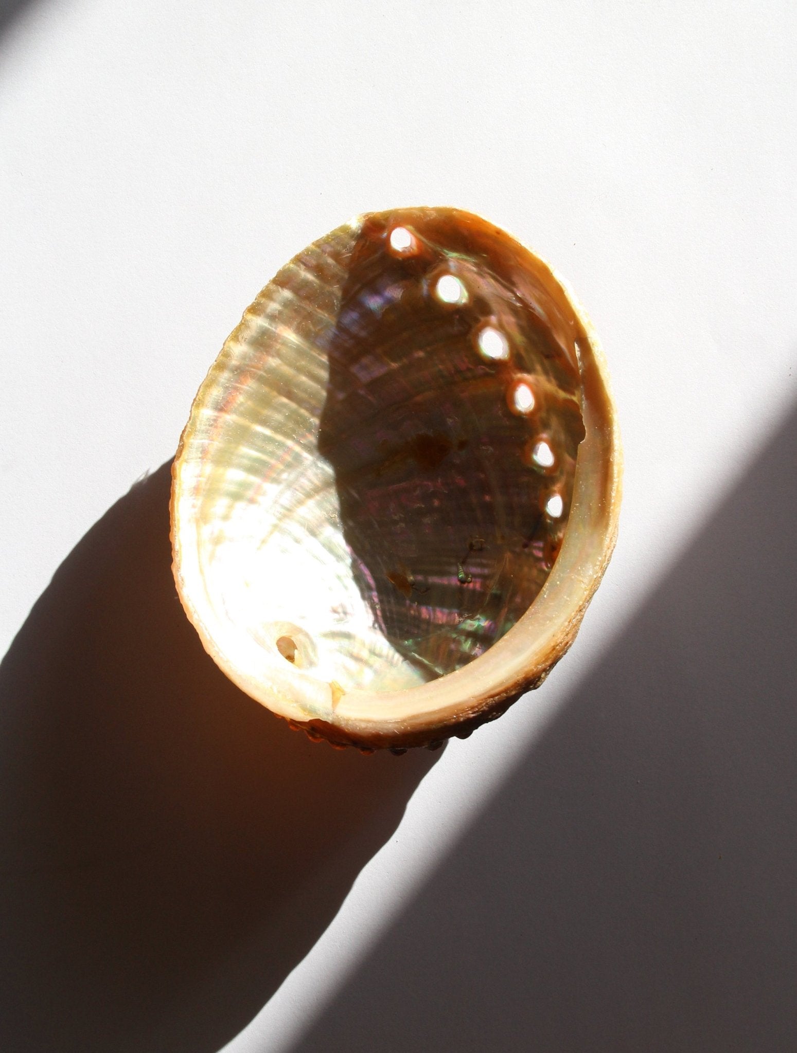 Coquille d'ormeau abalone naturelle rituels sauge palo santo