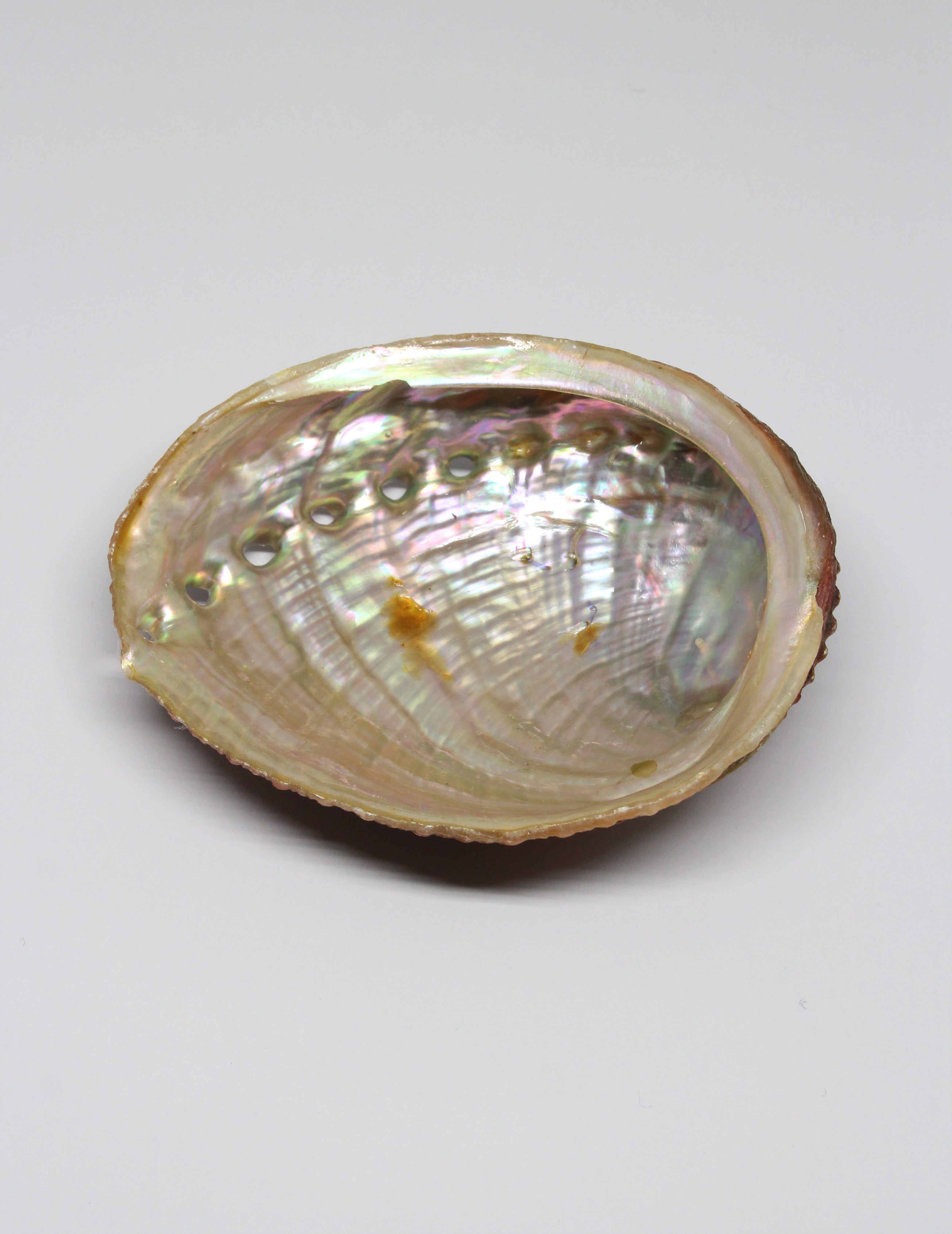 Coquille d'ormeau abalone naturelle encens purification ésotérique